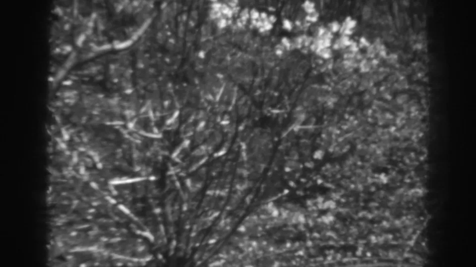 Close view of ice-coated branches and brush in Winchester, Maryland, from 1938 black-and-white 8mm home-movie footage.