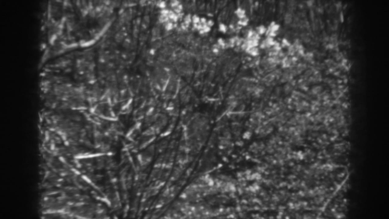 Tree limbs and brush seen through a dark vertical edge, with bright icy branches.