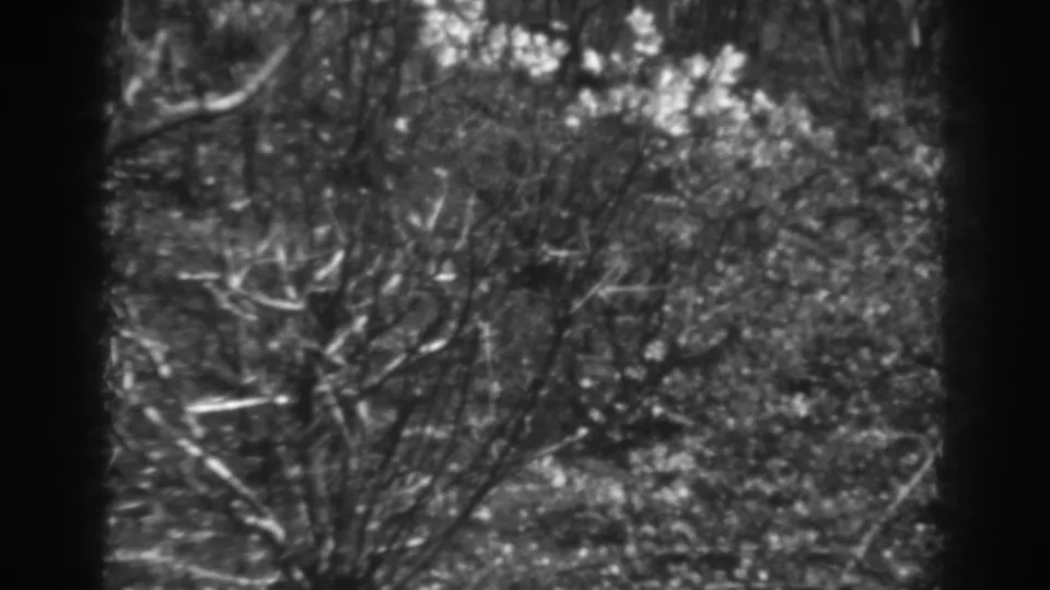 The camera holds on ice-covered branches and tangled brush in this 1938 Winchester, Maryland 8mm frame.