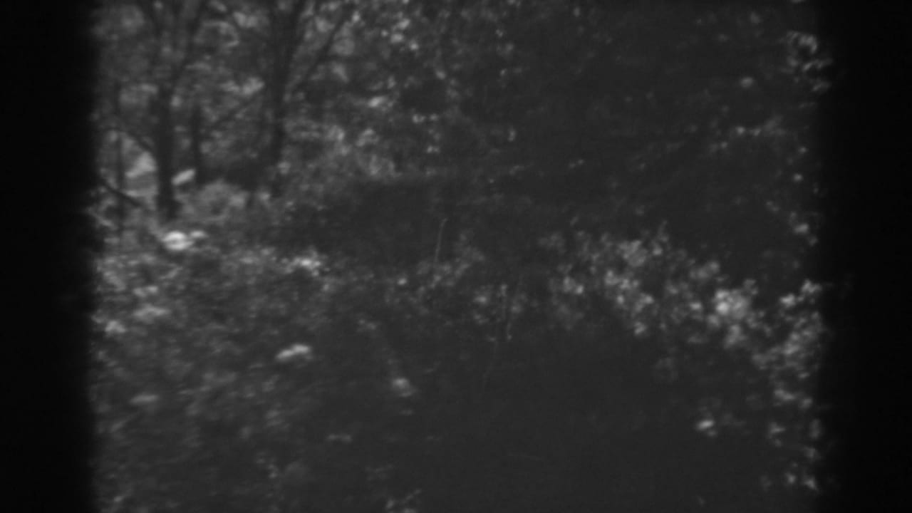 1938 Winchester, Maryland home-movie frame showing dark trees, foliage, and undergrowth through a fixed window-like edge.