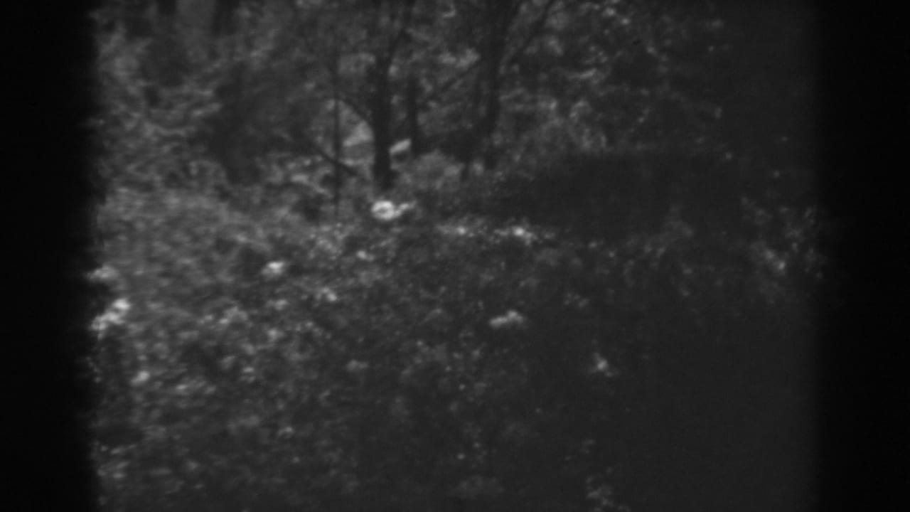 Grainy wooded scene with trees, brush, and a dark vertical border at center.