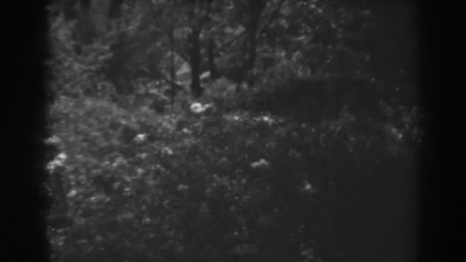 1938 Winchester, Maryland storm footage frame with dense trees and brush divided by a dark fixed border.