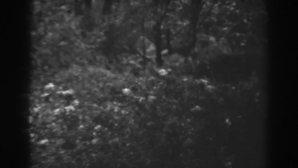 Black-and-white 1938 Winchester, Maryland frame showing undergrowth, trees, and bright foliage highlights during stormy weather.