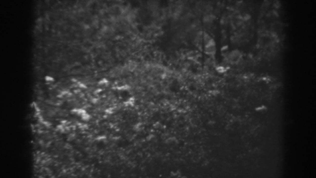 1938 8mm home-movie frame near Winchester, Maryland showing pale wildflowers, dense brush, and trees in soft black-and-white focus.