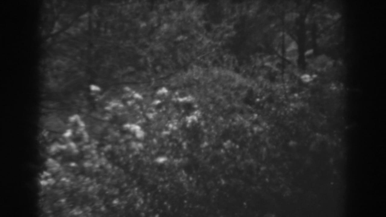 Wildflowers and leafy brush seen through a dark-edged 8mm frame.