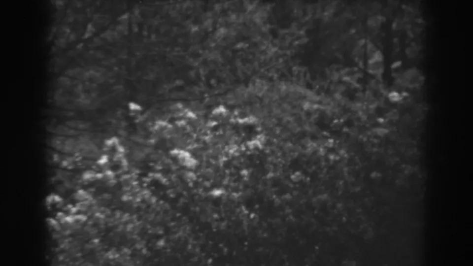 1938 black-and-white home-movie still showing a cluster of light wildflowers among shrubs, with trees and brush in the background.