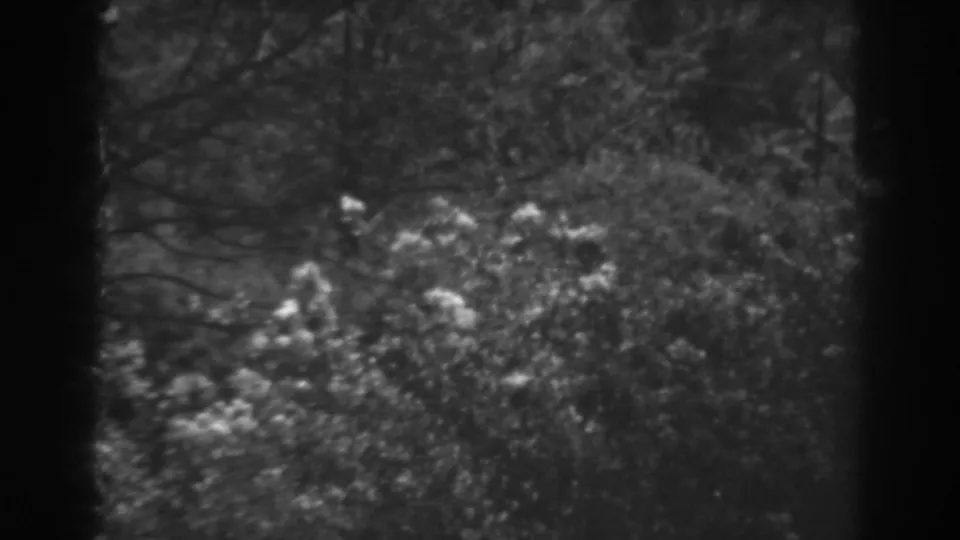 Final 8mm frame from the 1938 Winchester, Maryland nature scene, showing pale flowers spread through dense brush under trees.