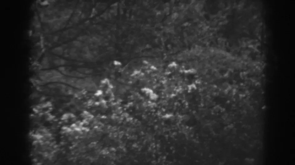 1938 Winchester, Maryland home-movie frame showing leafy treetops and branches in soft black-and-white 8mm texture.