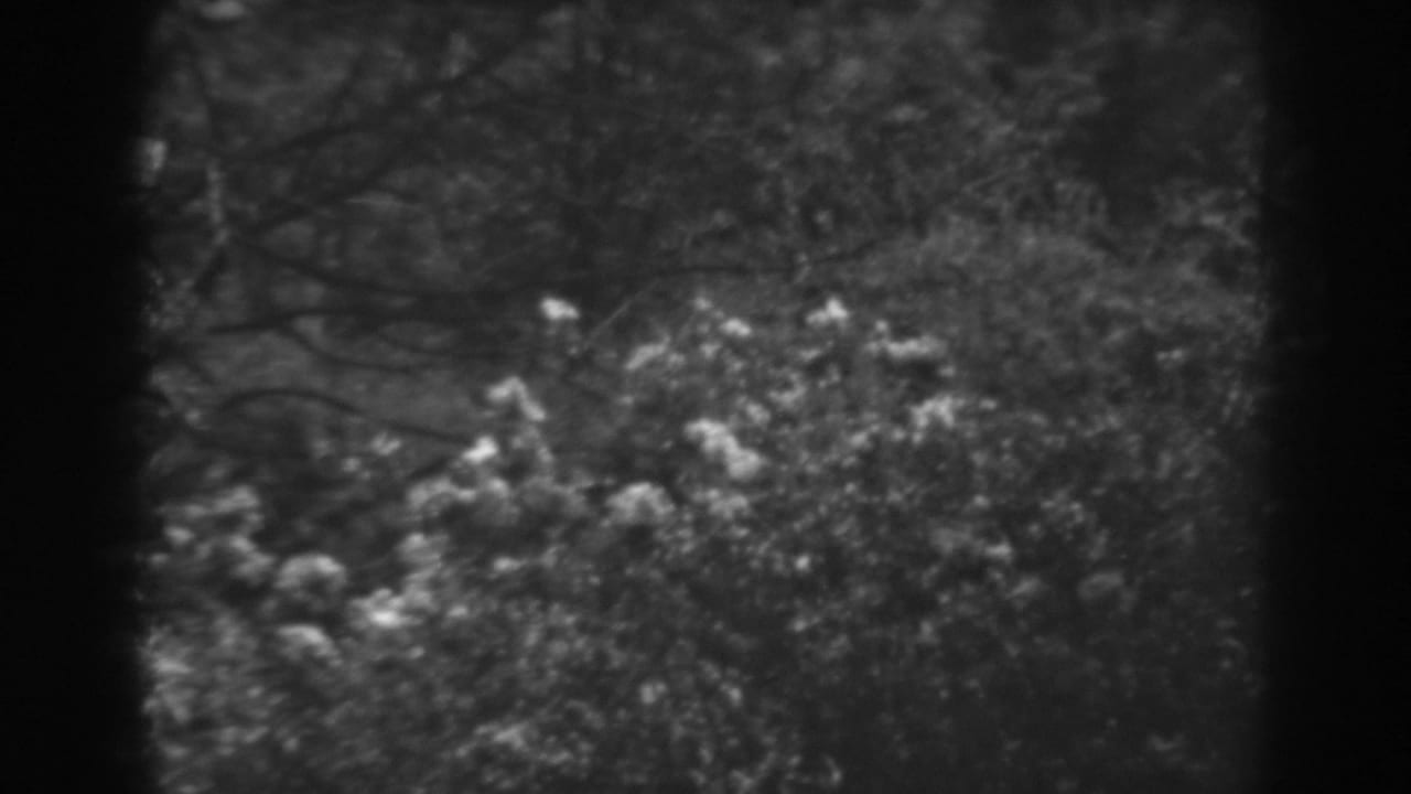 Dense foliage and branches in a soft black-and-white forest view.