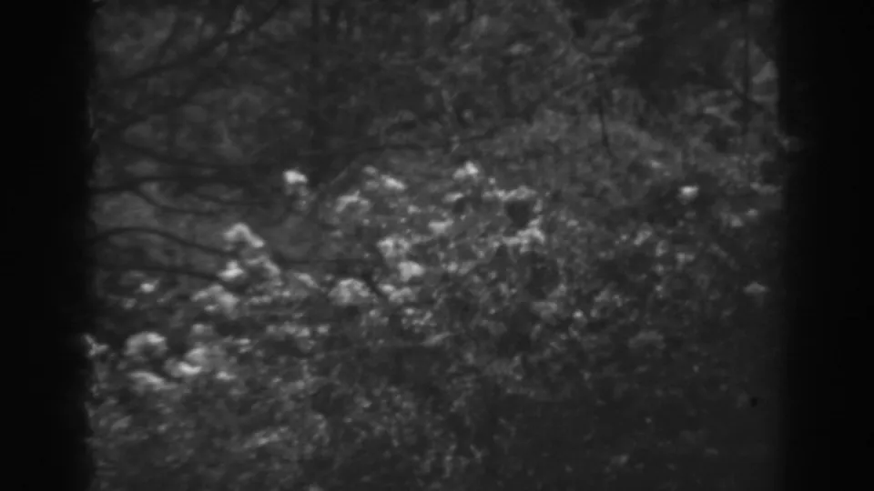 Home-movie frame from the 1938 Winchester, Maryland clip showing pale foliage highlights across dark leafy branches.