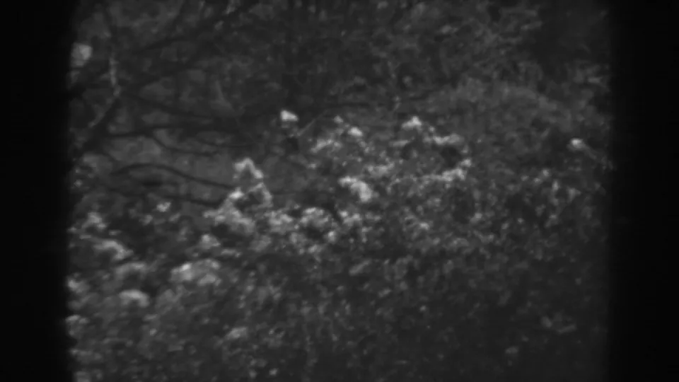 Late frame from the 1938 8mm clip showing soft forest canopy, leaves, and branch lines in black and white.