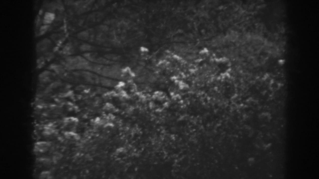Bushes and tree branches seen through dark 8mm frame borders.