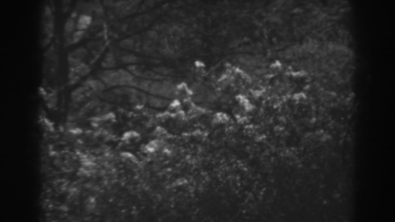 Black-and-white 8mm frame from Winchester, Maryland, with bright foliage clustered below bare tree branches.