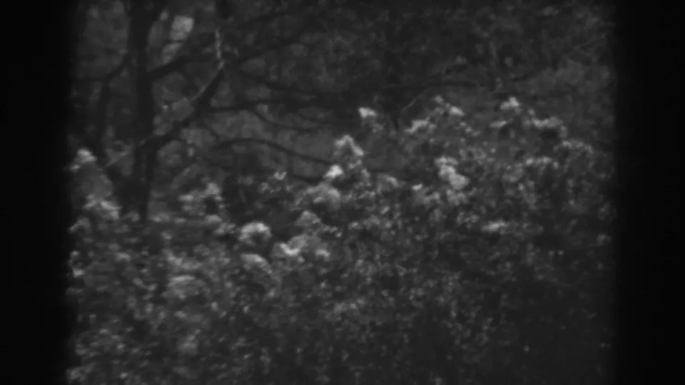 1938 home-movie frame showing bushes in a breezy outdoor setting, with a dark trunk and branches behind them.