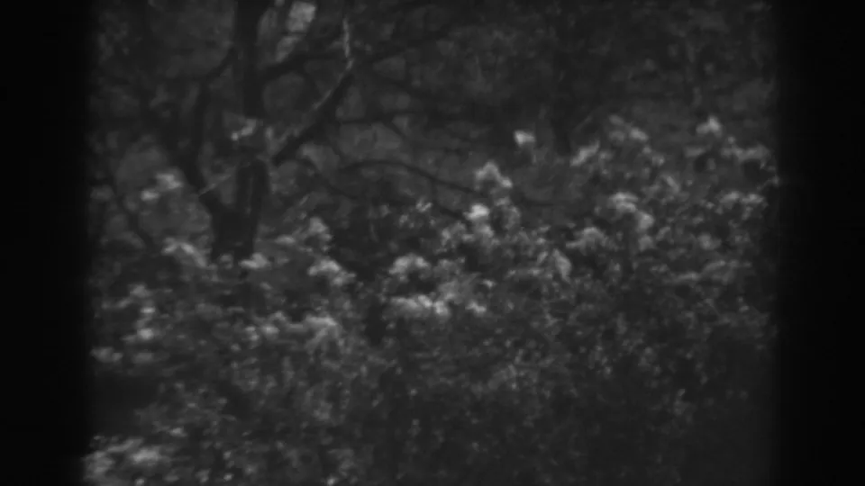 Black-and-white 8mm frame of dense bushes and tree limbs, identified by metadata as Winchester, Maryland in 1938.