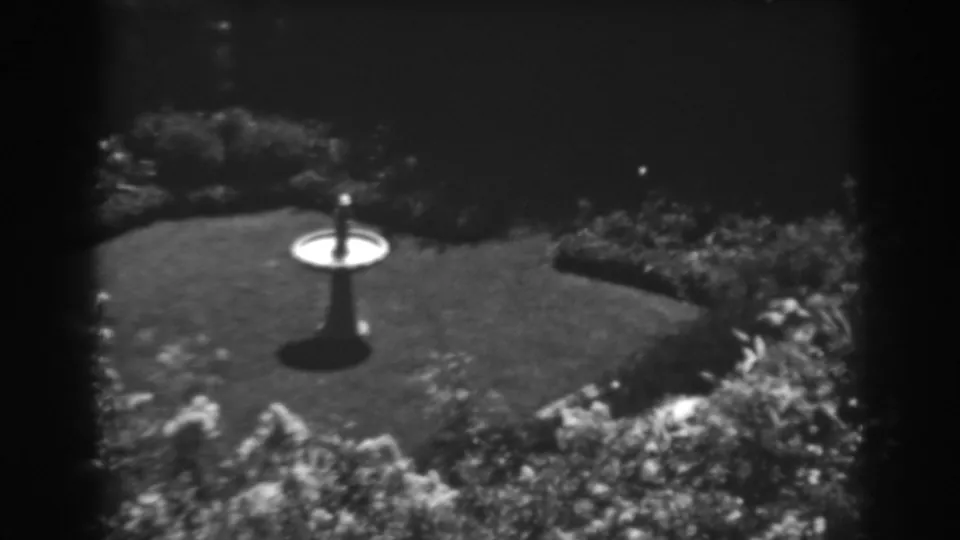 1938 Winchester, Maryland garden view with the birdbath near center, strong sunlight on the lawn, and dense plantings along the frame edges.