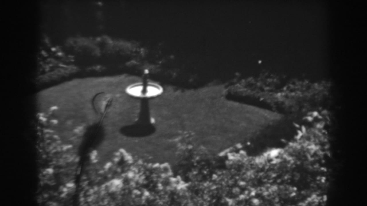Black-and-white backyard garden with a central bird bath on a lawn surrounded by shrubs.