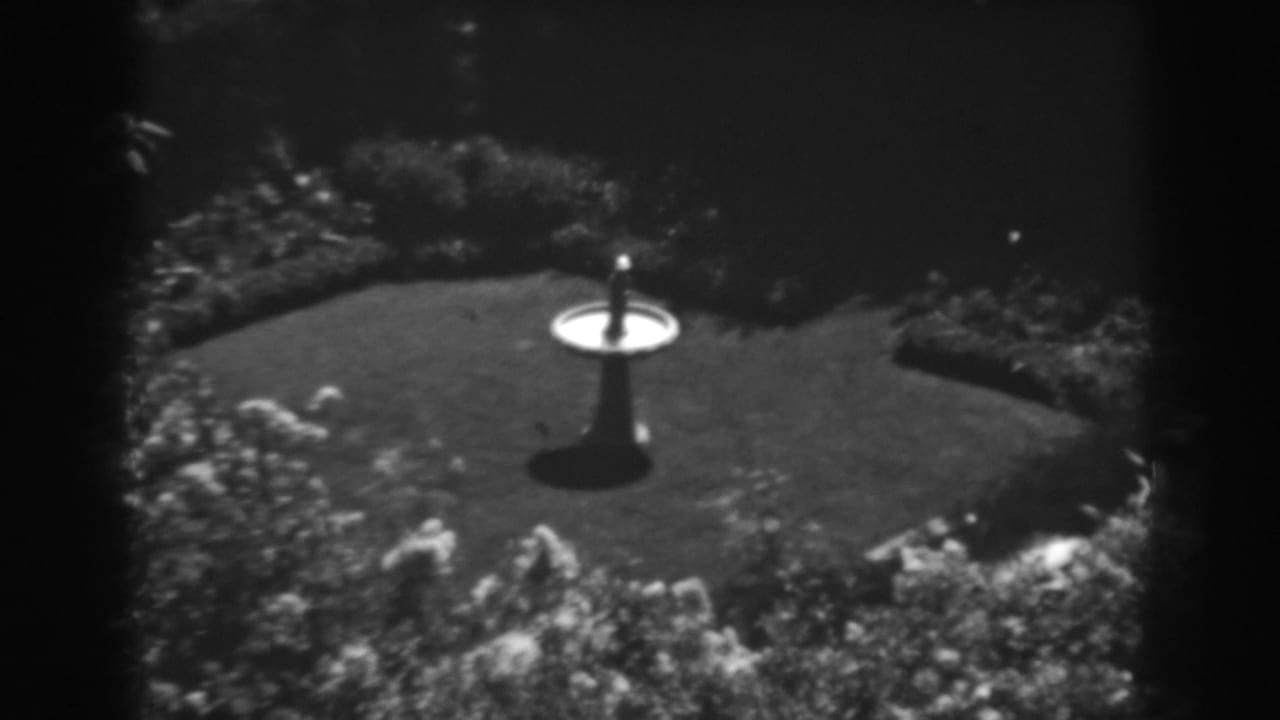 Backyard lawn and bird bath seen from above, with shrubs bordering the garden.