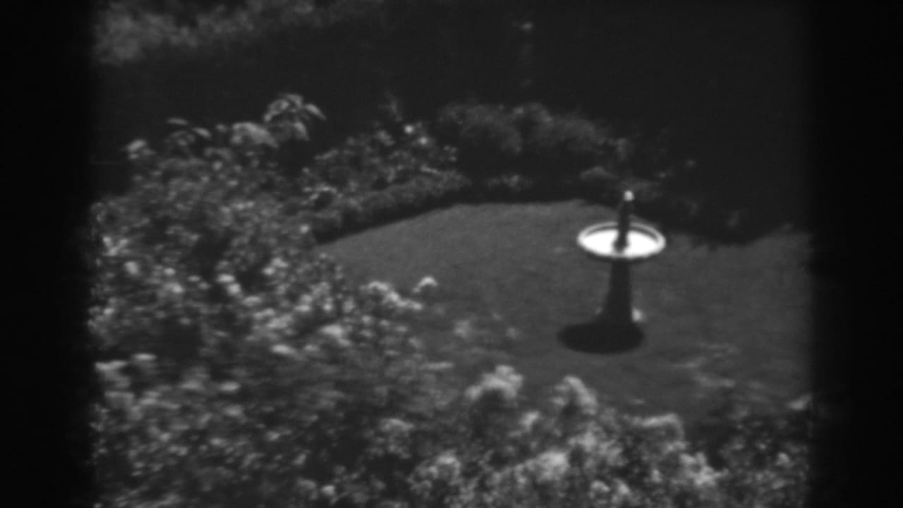 Pedestal bird bath on a lawn bordered by dense shrubs and foliage.
