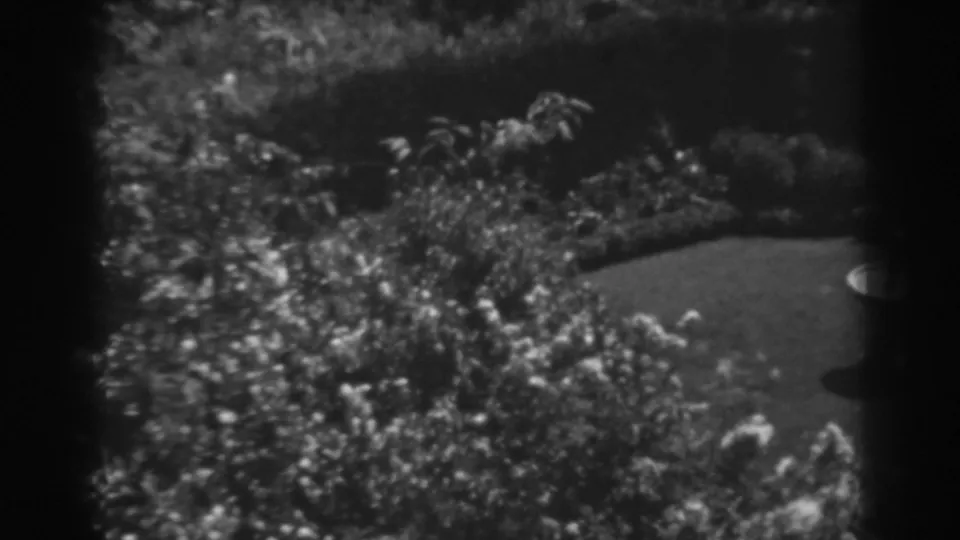 A soft 8mm frame shows dense garden foliage and lawn, with the bird bath partly cropped at the right edge.