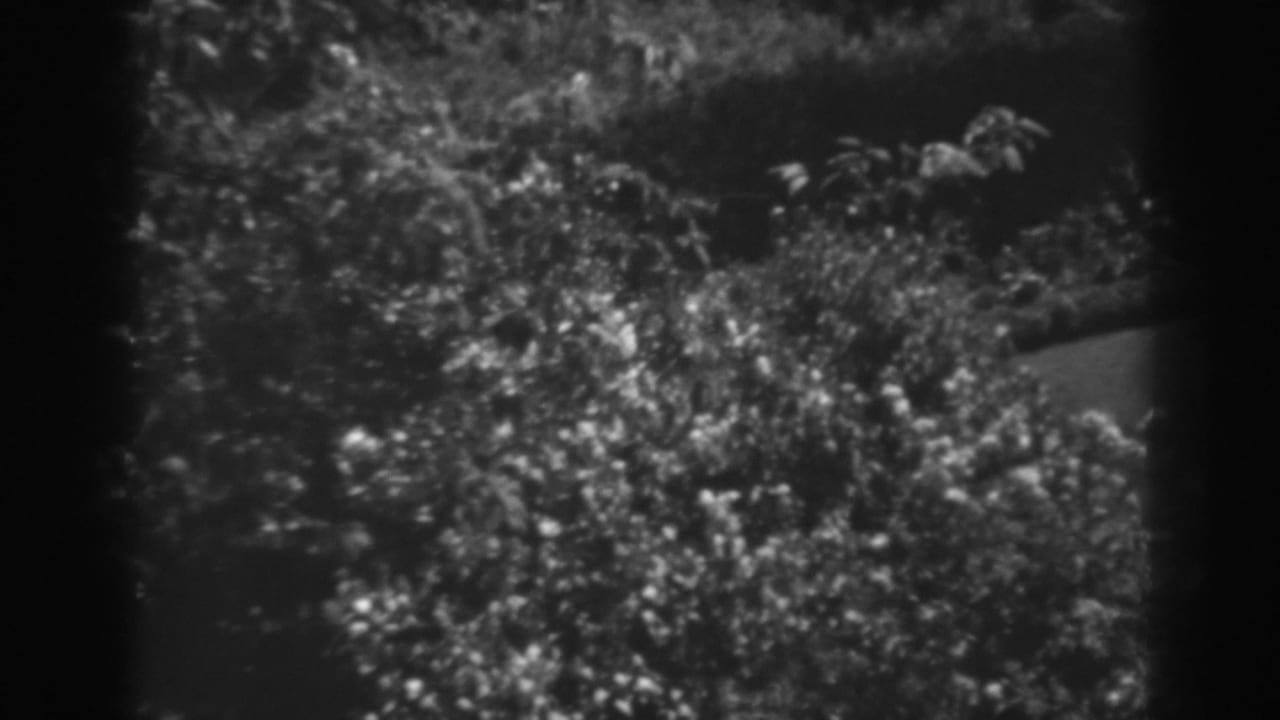 Dense garden foliage with a partial view of lawn in black-and-white 8mm footage.
