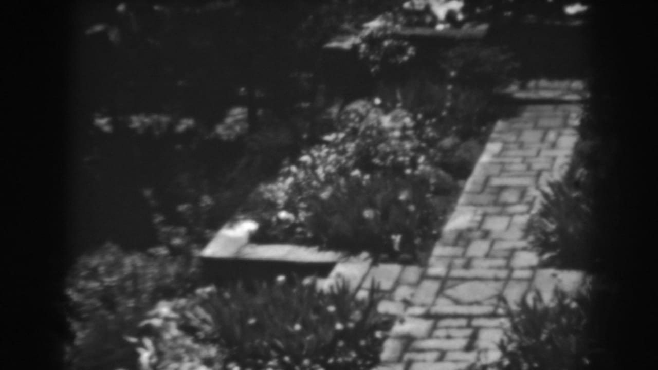 Cobblestone garden path bordered by planted beds in bright sunlight.
