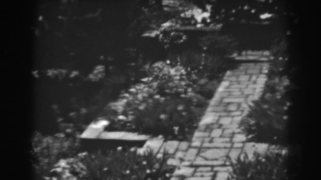 Stone walkway through a garden with plants and bright patches of sun.