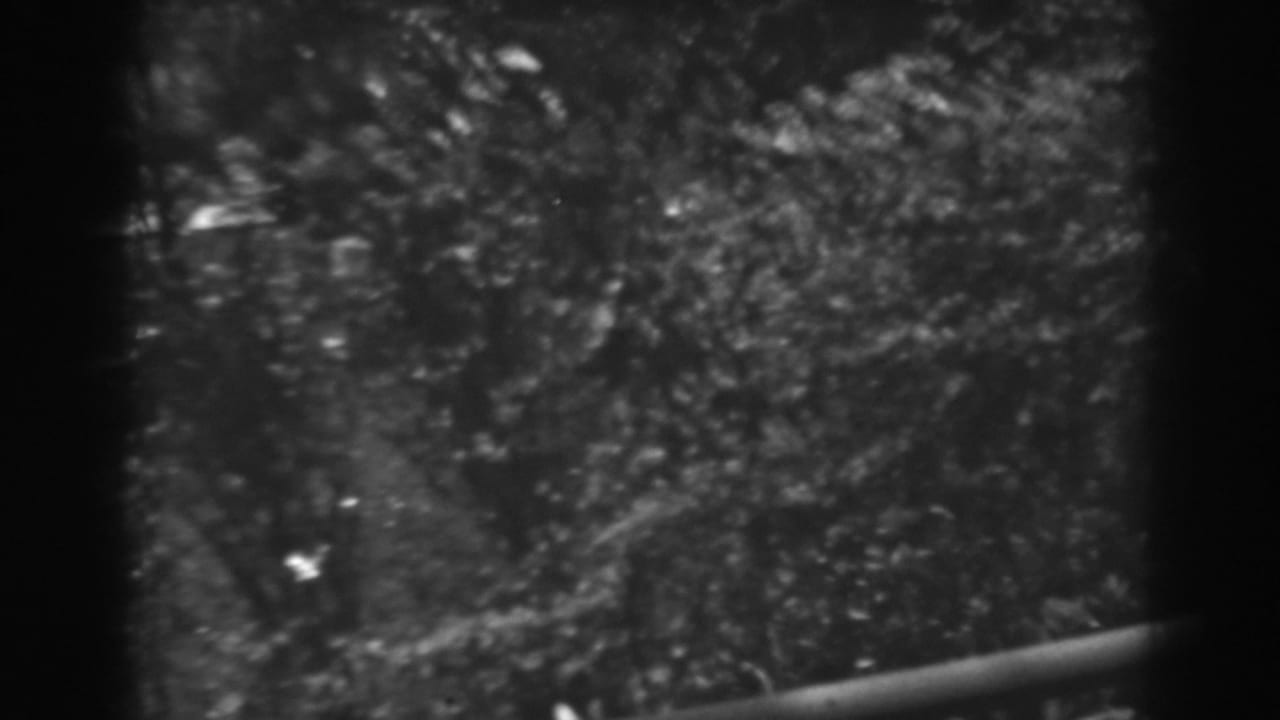 Elevated view of dense foliage with a railing along the lower edge of the frame.