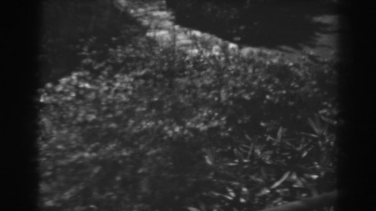 Dark garden view with dense foliage and a vine-covered form in soft focus.