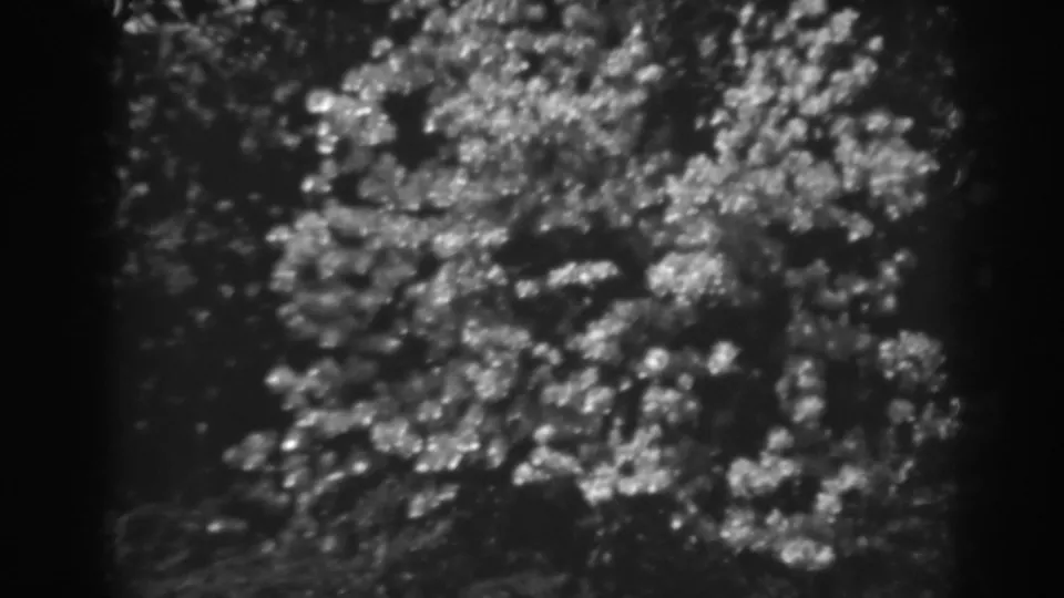 1938 black-and-white 8mm frame from Winchester, Maryland showing bright tree blossoms against a darker garden background.