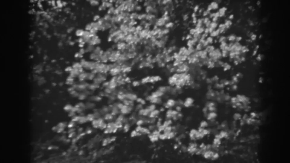 Soft 8mm home-movie frame of flowering tree branches in Winchester, Maryland, with white blossoms standing out in black and white.
