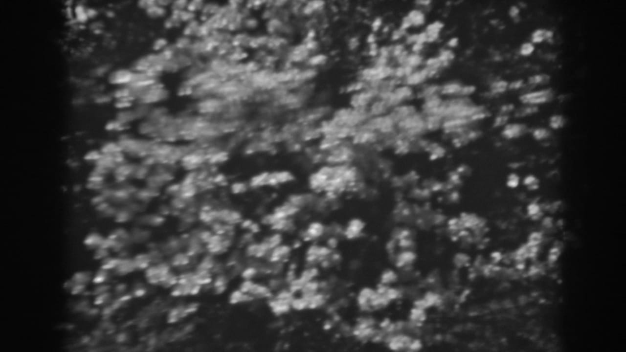 Soft black-and-white view of leafy tree branches and dark trunks.