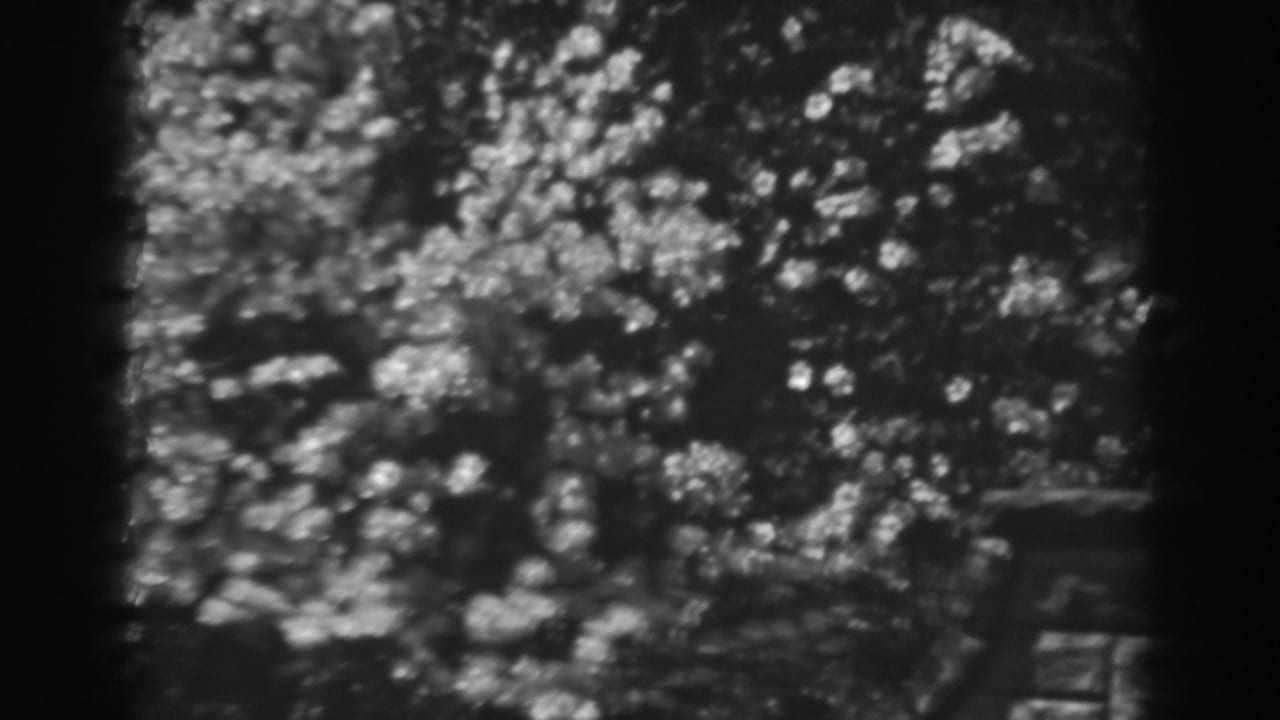 Leafy canopy with a dark trunk and partial fence or railing at the right edge.
