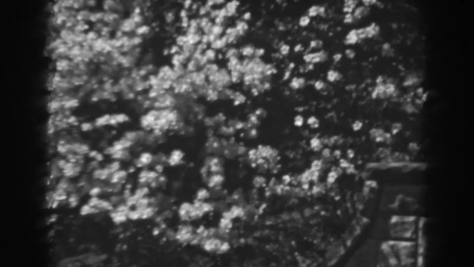 Soft black-and-white 8mm view of dense foliage in Winchester, Maryland, with a small railing or fence edge visible.