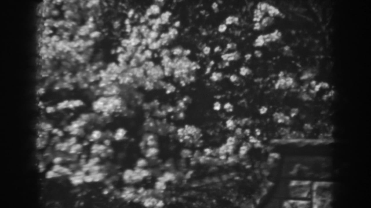 Soft black-and-white view of dense tree leaves with bright sun flecks and dark film borders.