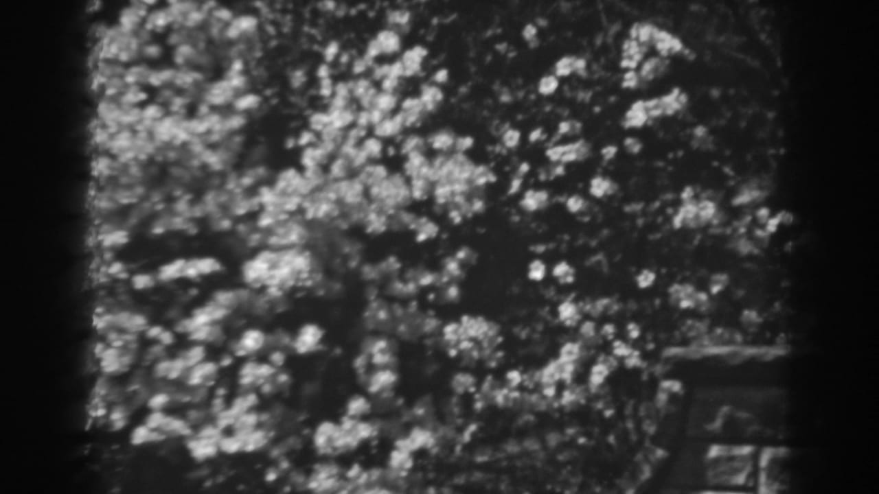Leafy canopy in soft focus with bright highlights and a dark vertical border at center left.