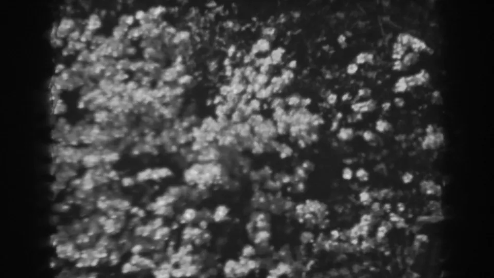 1938 Winchester, Maryland 8mm frame holding on blurred tree leaves and speckled sunlight within dark film borders.