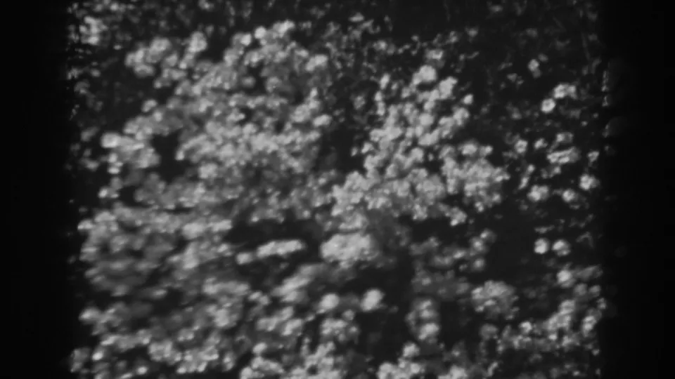 1938 Winchester, Maryland 8mm frame showing a dense canopy, scattered sun highlights, and visible film texture.