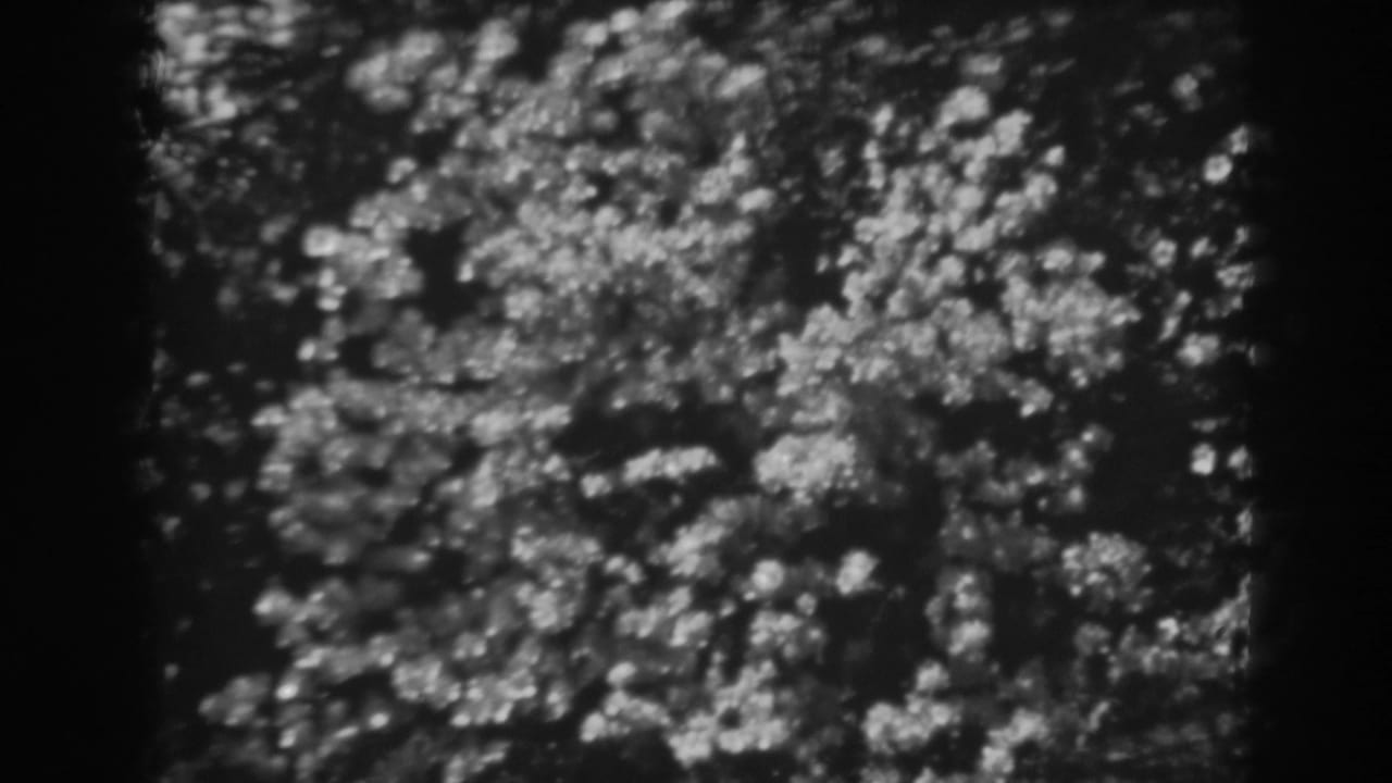 Soft black-and-white view of tulips in front of a low brick wall and leafy trees.