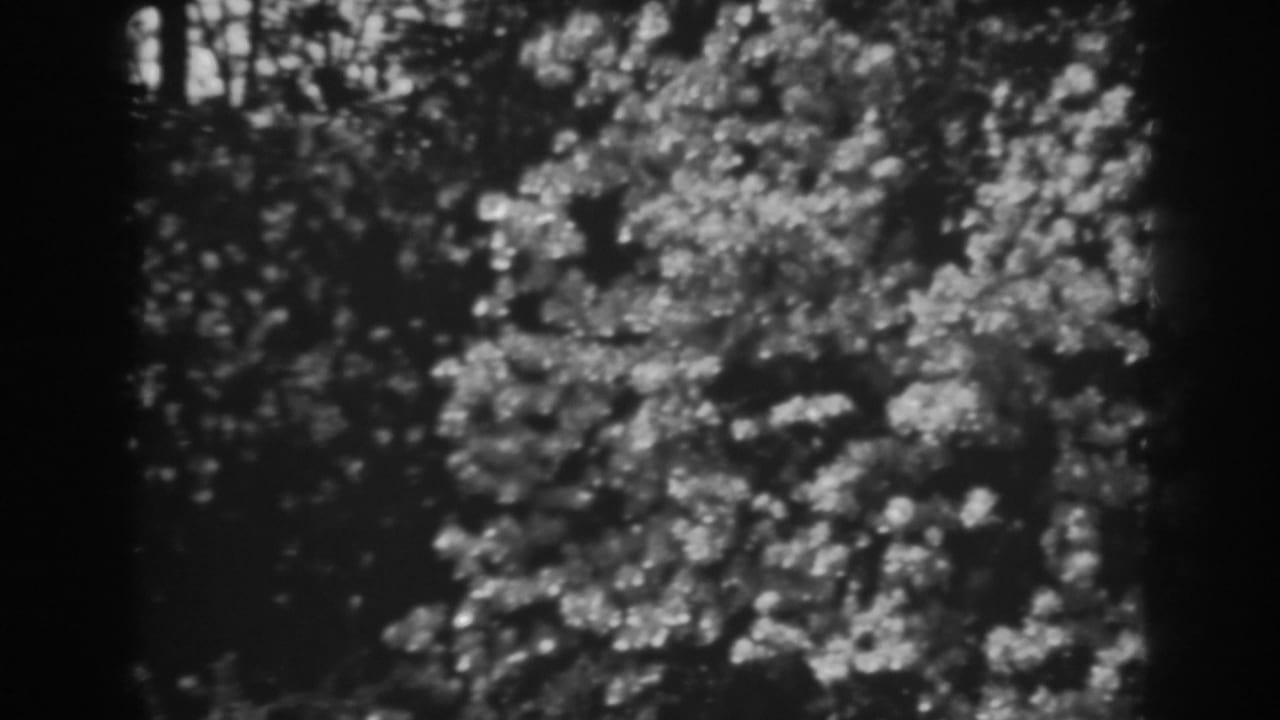 Tulips and garden leaves appear below a brick wall with dense trees in the background.