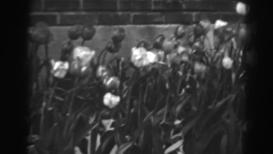 1938 home-movie still showing pale and dark tulips in a garden bed before a low brick wall in Winchester, Maryland.