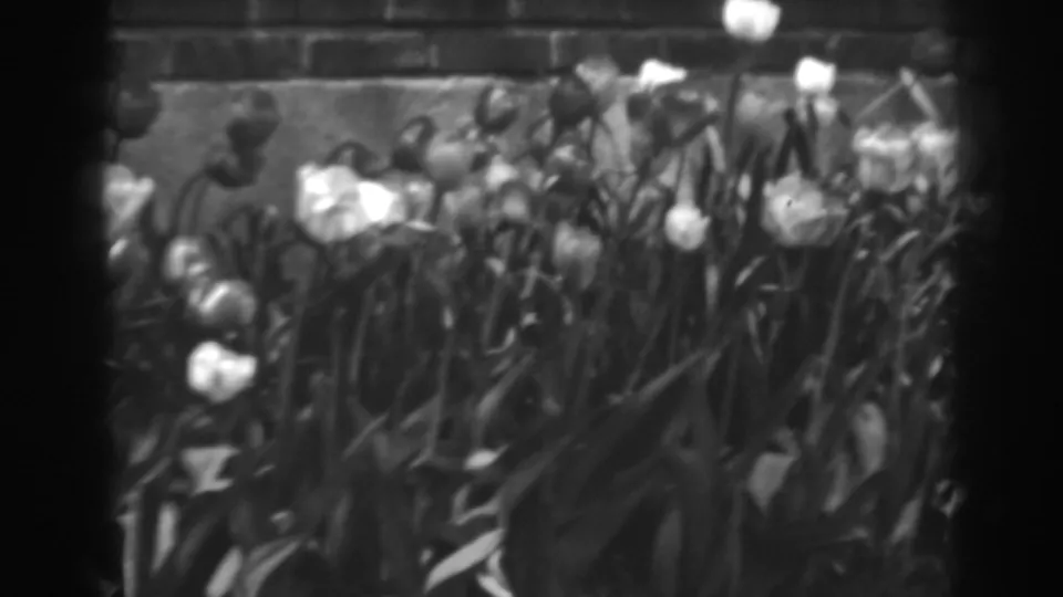 Final 8mm frame from the Winchester, Maryland garden view, with tulips, a brick wall, and leafy trees in soft monochrome.
