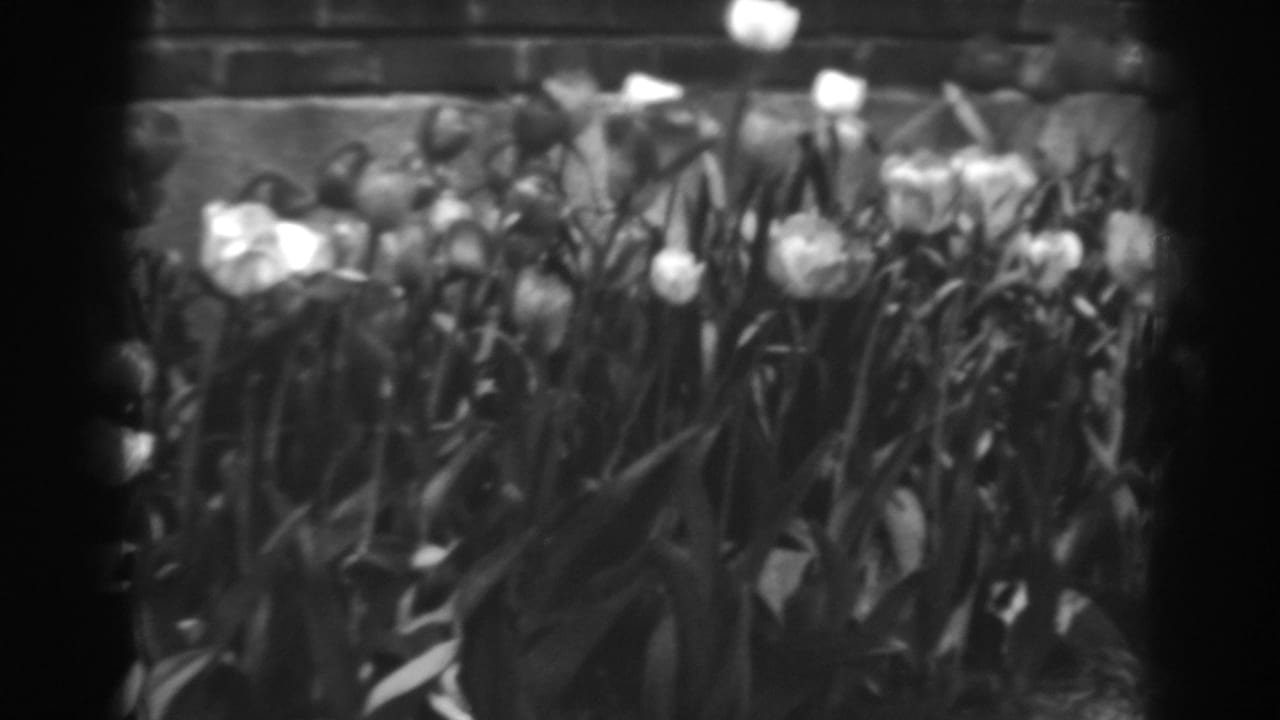 White tulips and leaves sway in front of a brick wall.