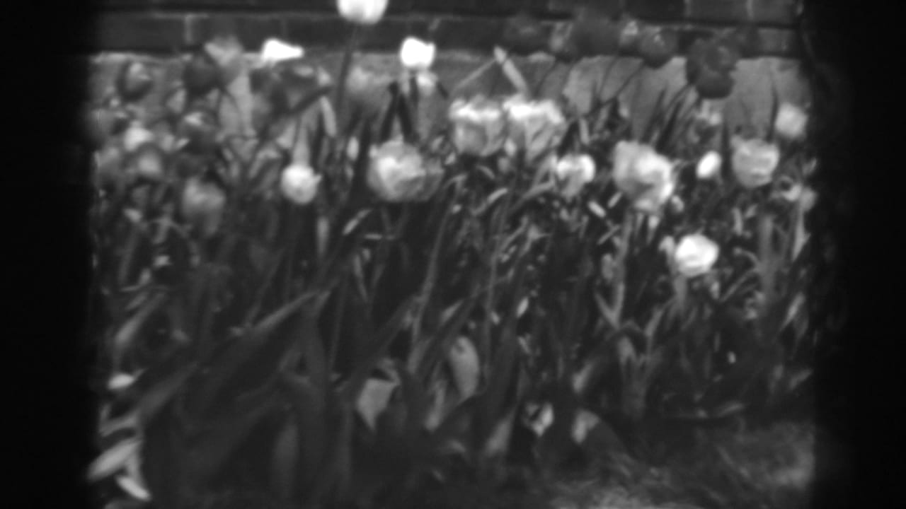 A dense bed of white tulips and dark leaves shifts in the wind against a brick wall in 1938 home-movie footage.