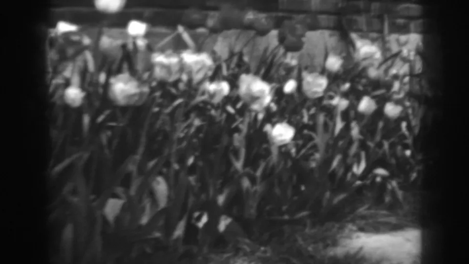 White tulips and tall leaves fill the lower frame, with brickwork behind them in the Winchester garden scene.