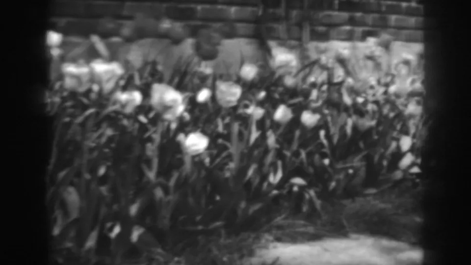 The final frame shows wind-stirred white tulips, dense leaves, and a brick wall in the 1938 Winchester garden clip.