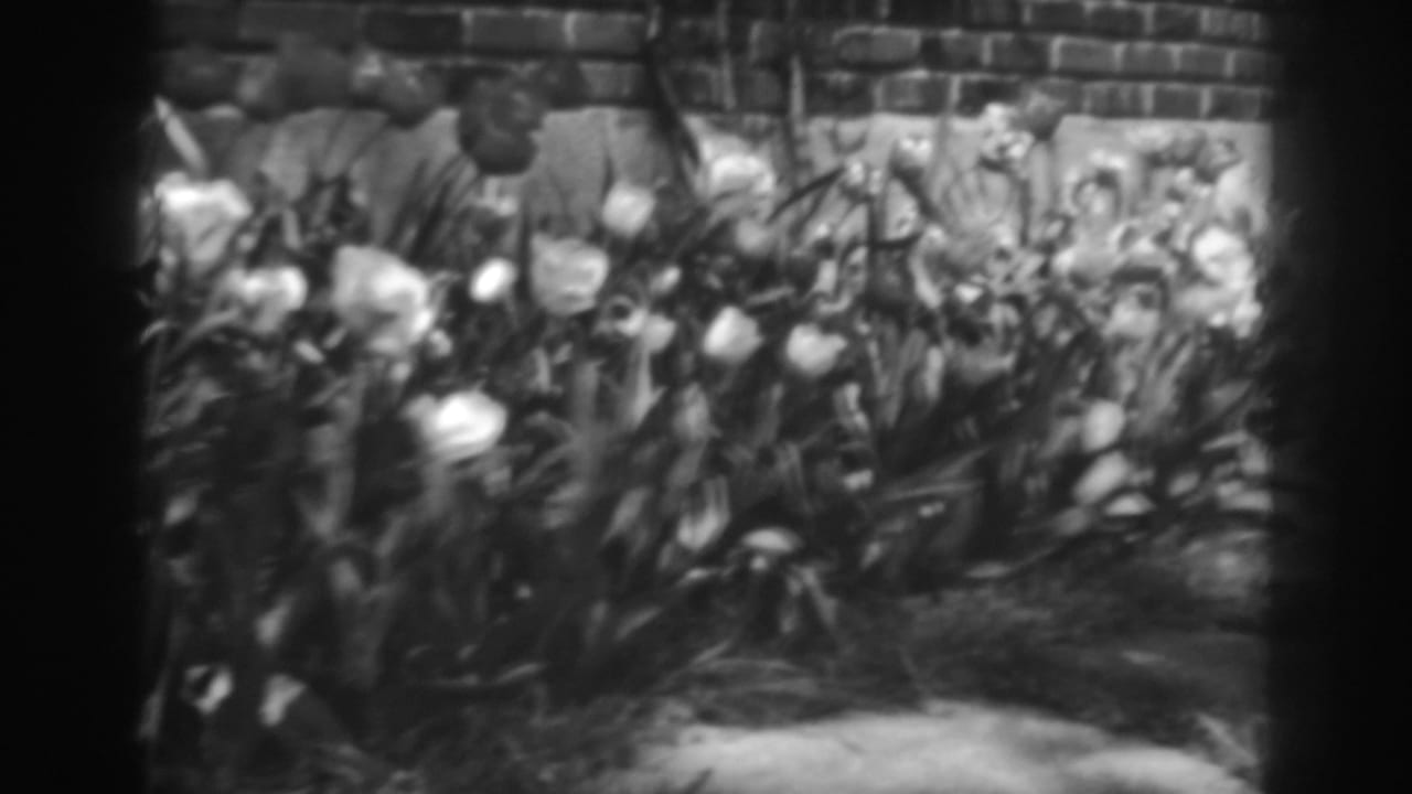 Blooming tulips beside a brick wall and garden path.