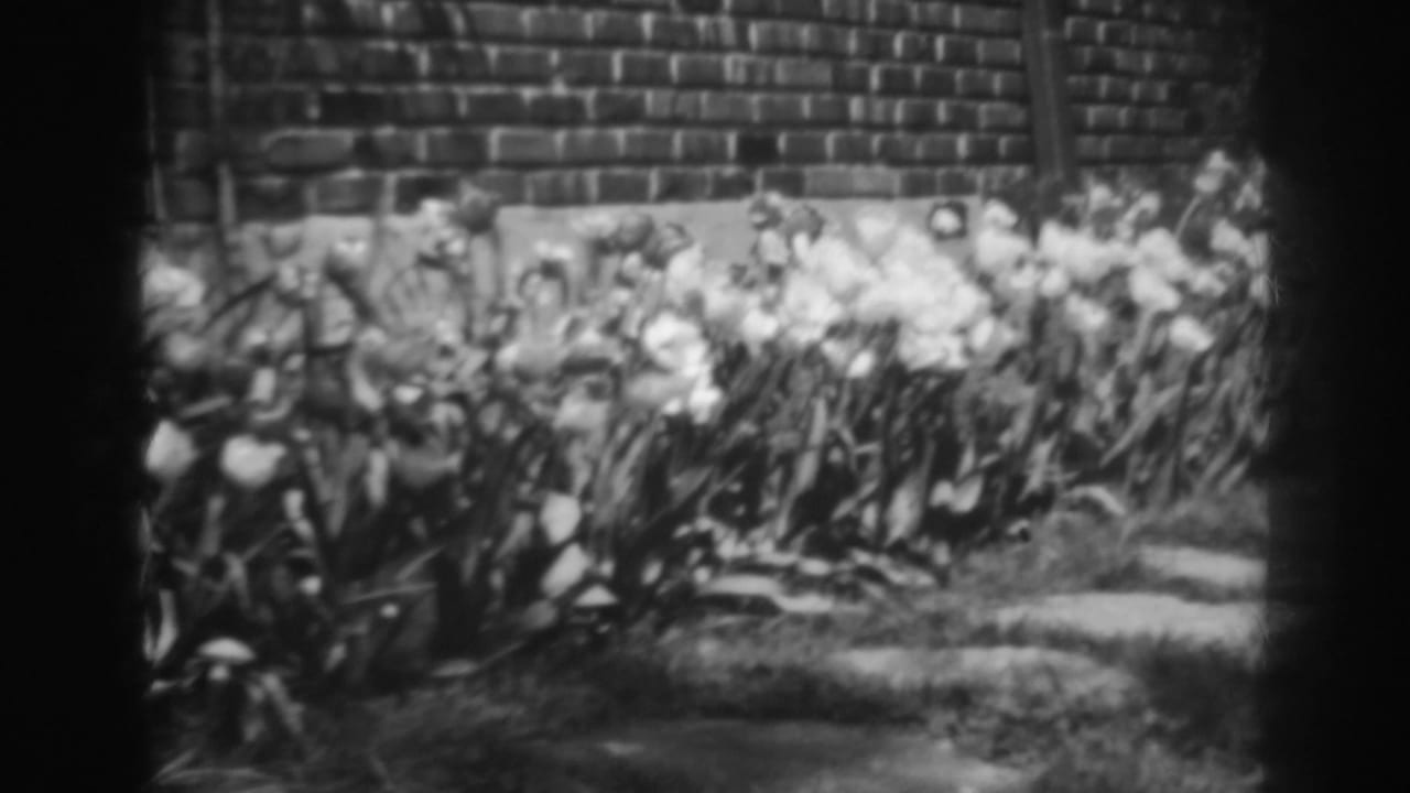 Black-and-white 8mm frame of tulips in bloom along a wall with grass and stepping stones in Winchester, Maryland.