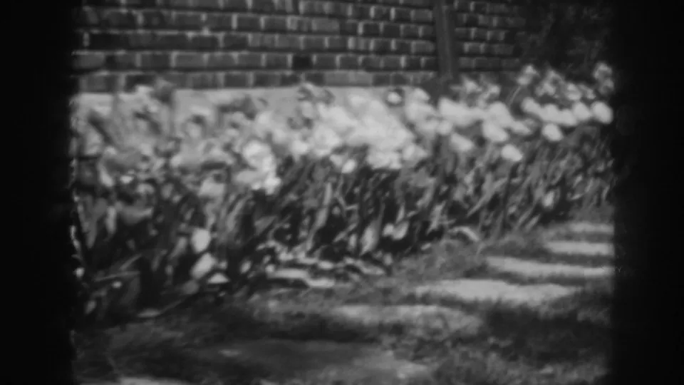 Soft 1938 home-movie frame showing a tulip bed, brick wall, grass, and a narrow stone path.