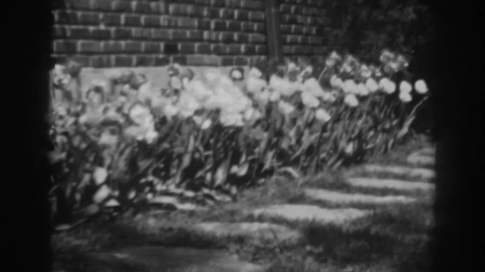 Late-frame view of blooming tulips beside a brick wall and stone path, with dark 8mm frame borders visible.
